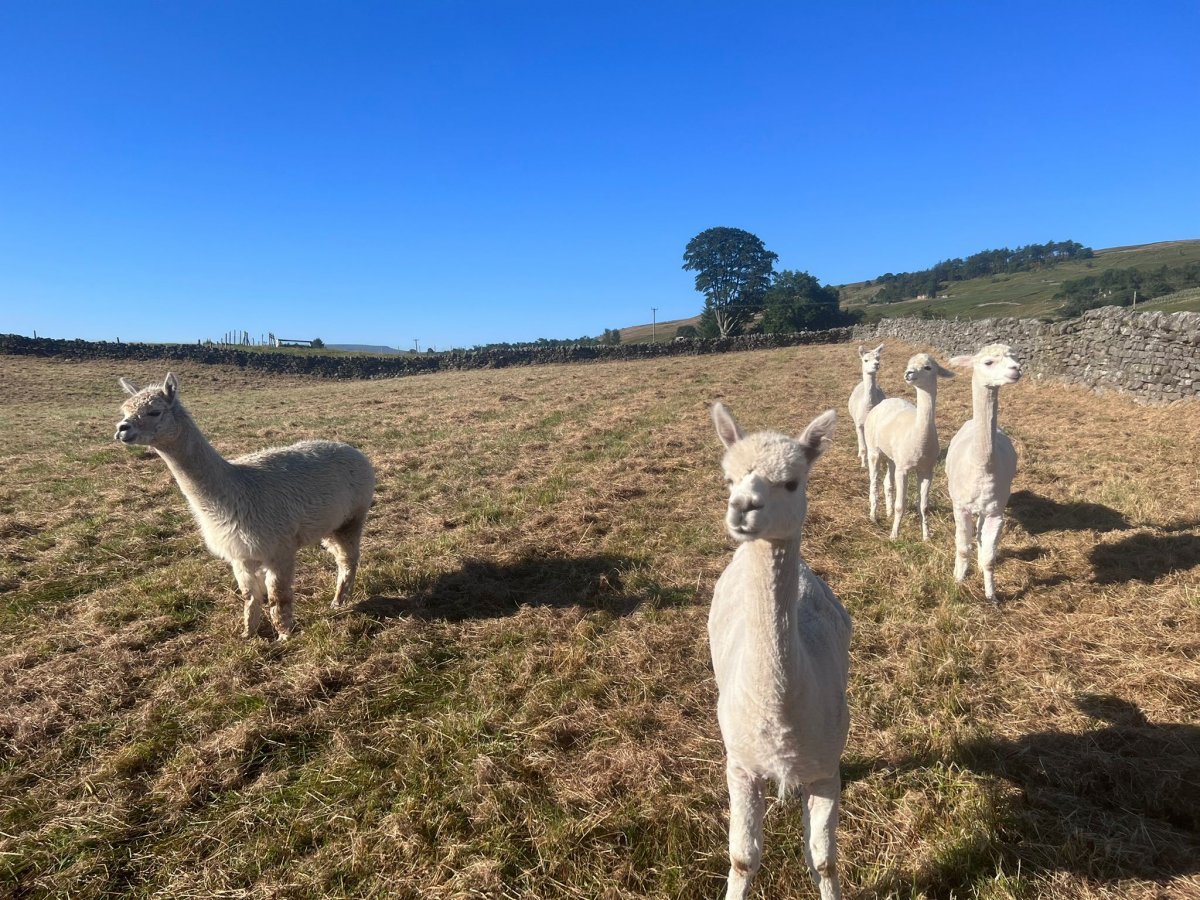 Our five friendly alpacas live in the field right next door to the farmhouse